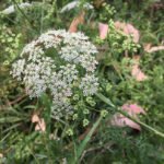 BacchusMarsh10
