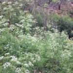 BacchusMarsh15