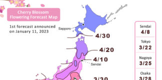 5 Reasons to Visit Japan Outside of the Cherry Blossom Season CherryBlossoms