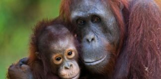 A Day at Sepilok Orang Utan Sanctuary, Sandakan