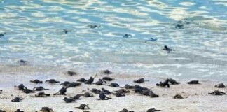 A Night on Selingan Turtle Island