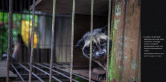 Why You Should Skip Civet Coffee on Your Next Bali Adventure