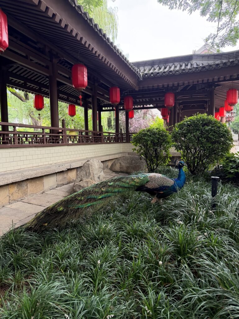 Hotel Review: Hualuxe Xian Tanghua Hotel, Xian 9 The Seat in the Middle 9
